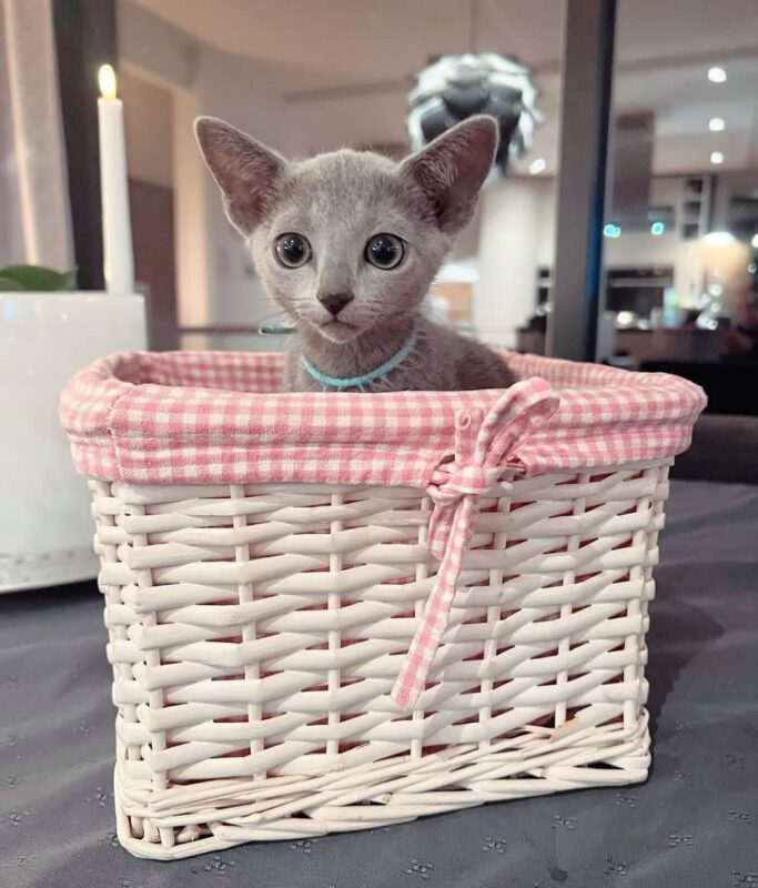Russian Blue Kitten for Sale in New York