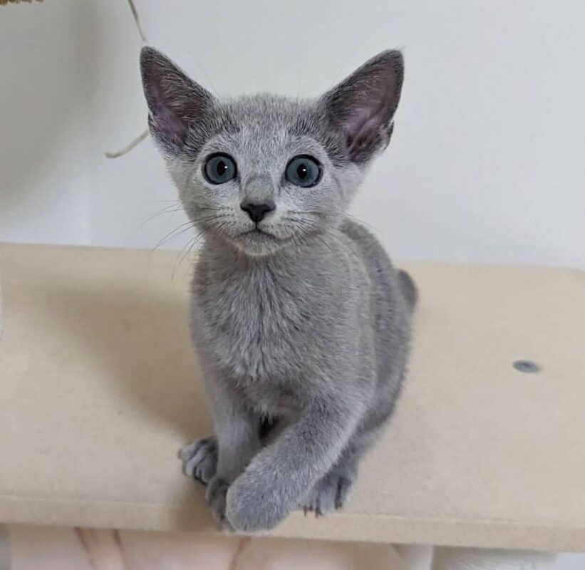 Russian Blue kitten for sale in Tampa