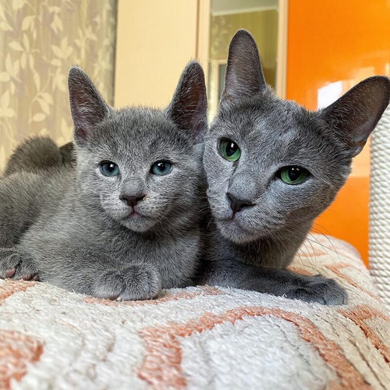 buy Russian Blue kitten in New York