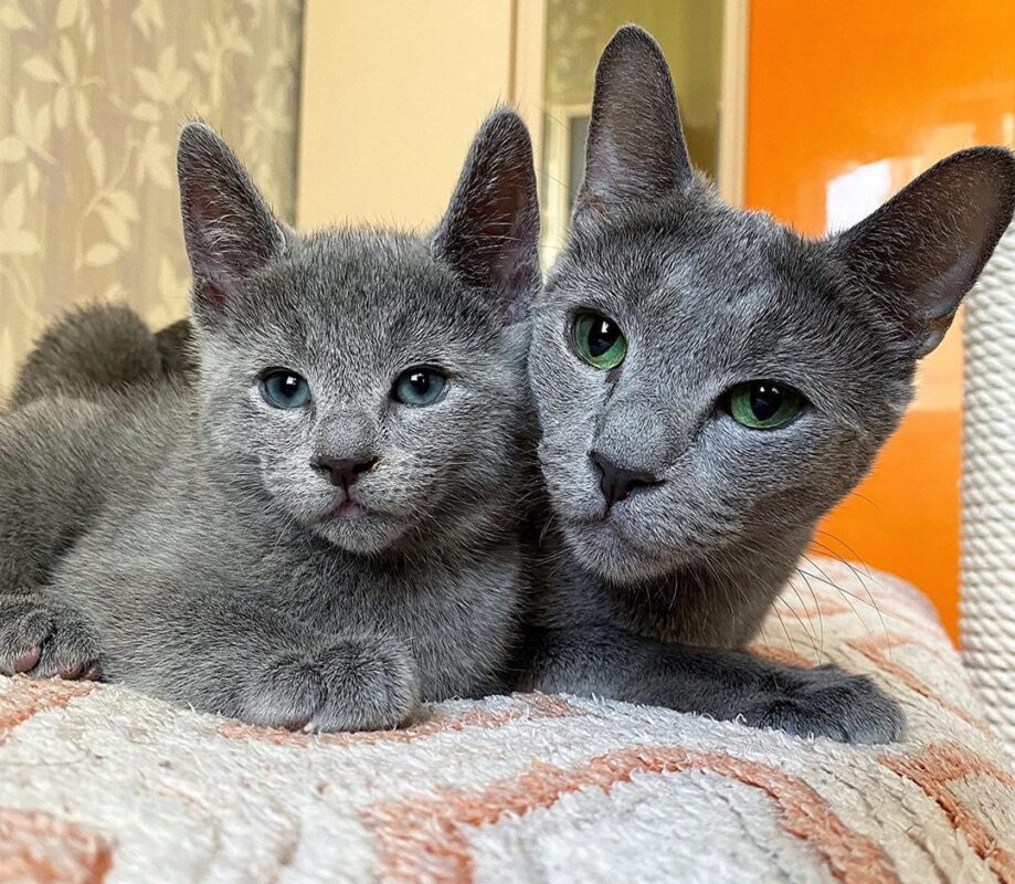 adopt Russian Blue cat