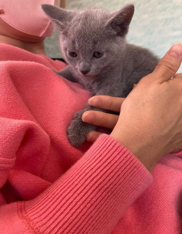 Russian Blue kittens for sale