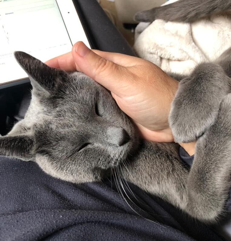 Russian Blue kittens for sale Brisbane