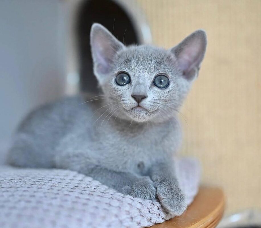 Russian Blue kittens for sale near me