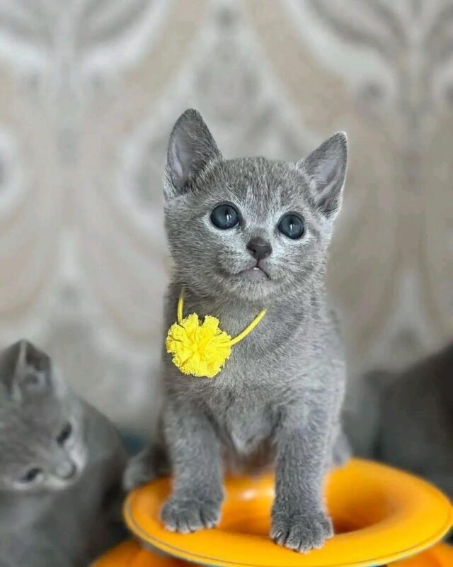 russian blue kitten for sale