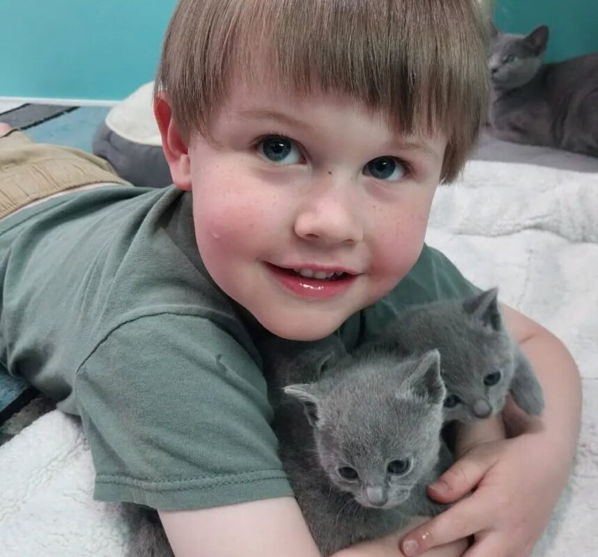 best cats for families with kids