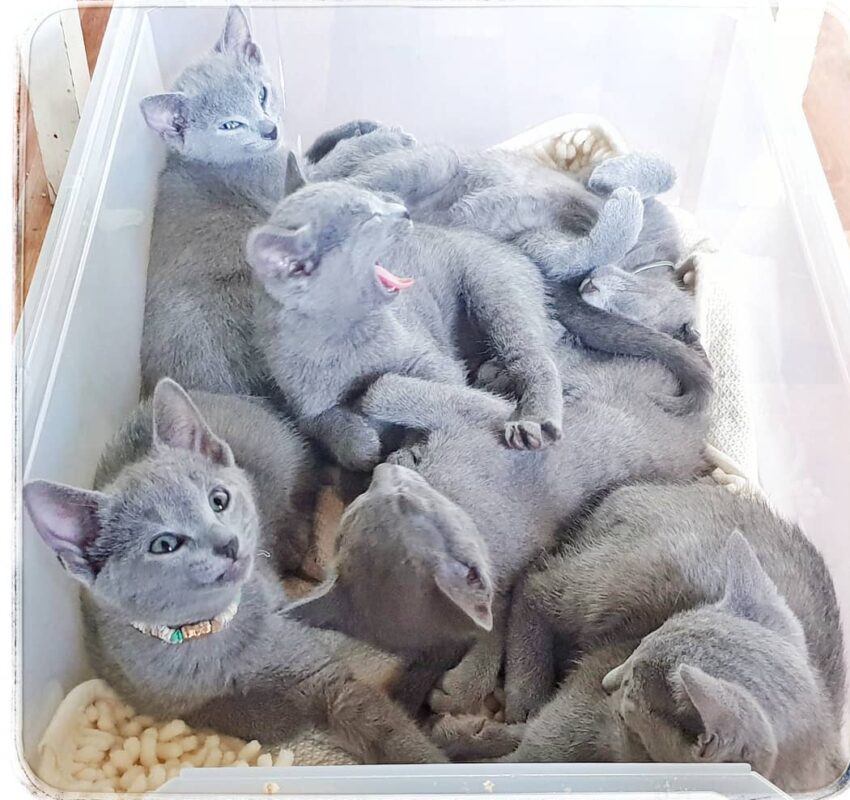 Russian Blue Kitten for Sale in Ohio
