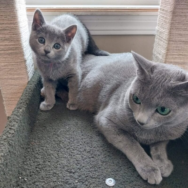Russian Blue Cats