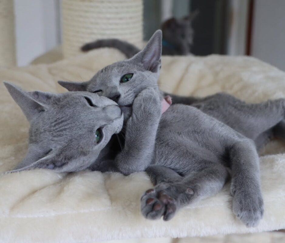 Best Cats for Seniors