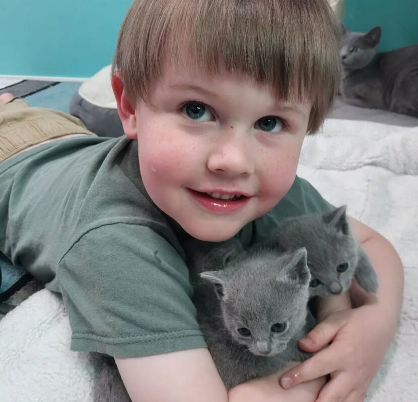 buy Russian Blue kitten in Melbourne