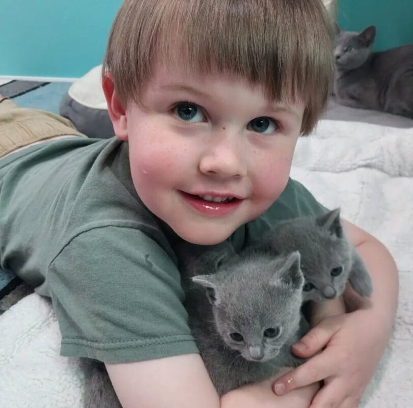 Bringing home a Russian Blue kitten