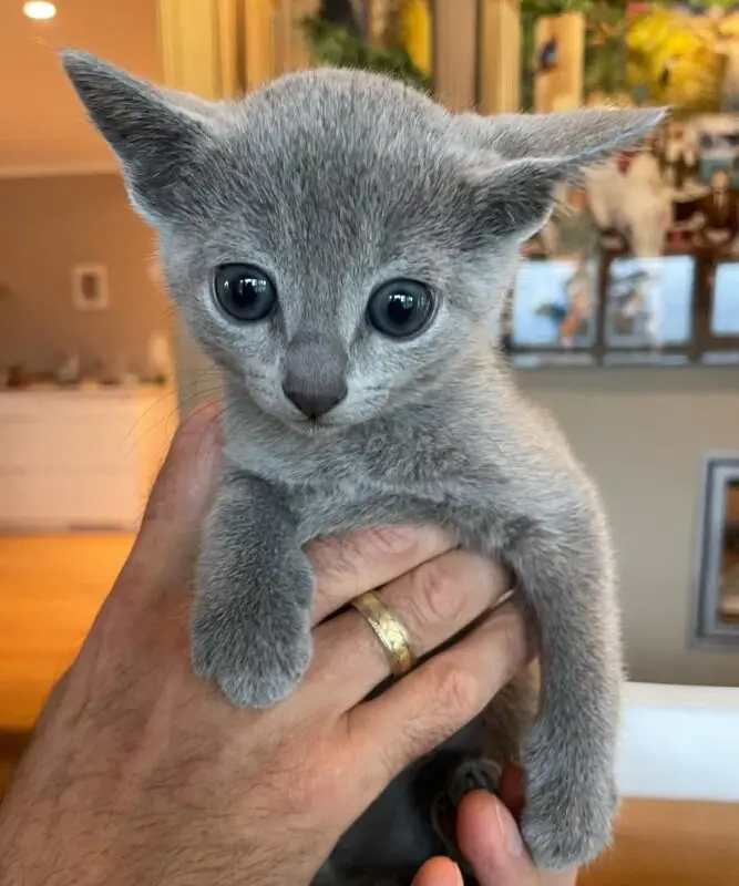 Adopting a Russian Blue Kitten