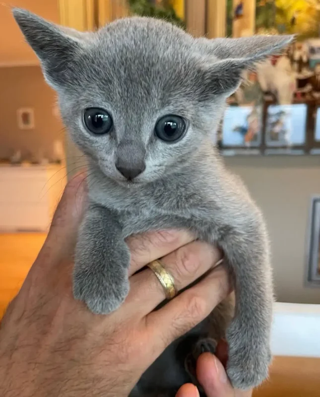 buy Russian Blue kitten in Ohi