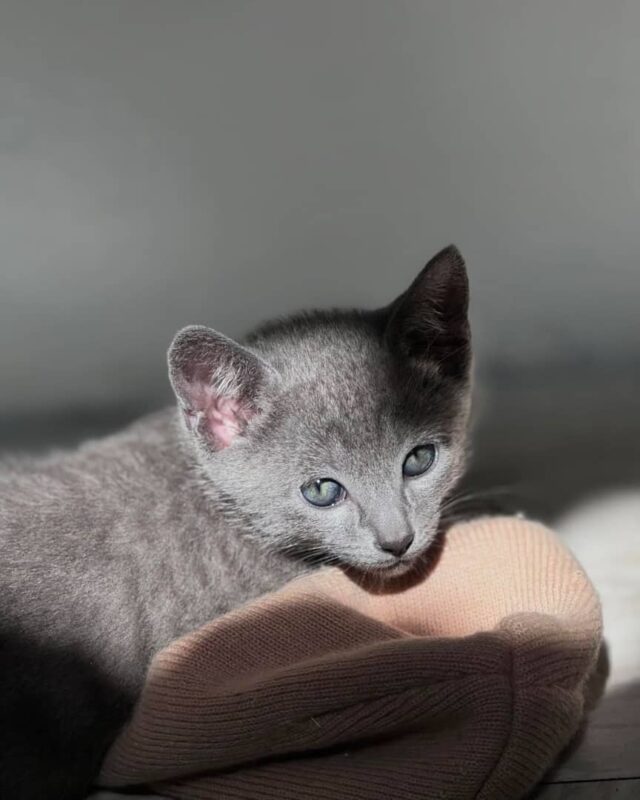Adopting a Russian Blue Kitten