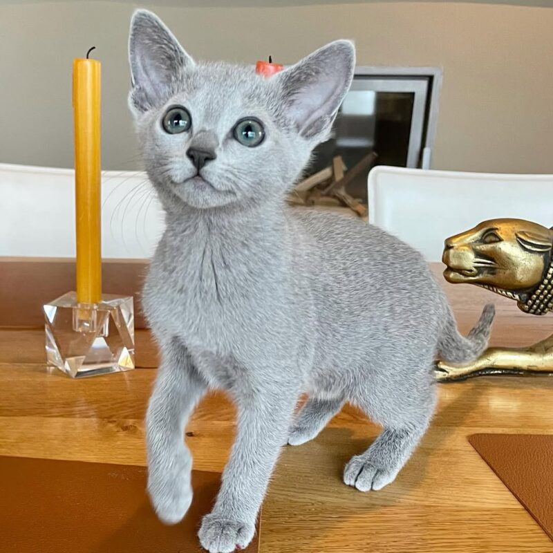 Russian Blue kitten