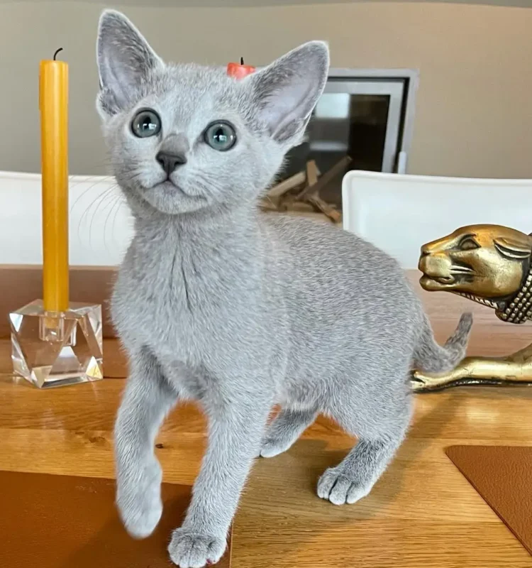 Russian Blue kitten for sale in Pennsylvania