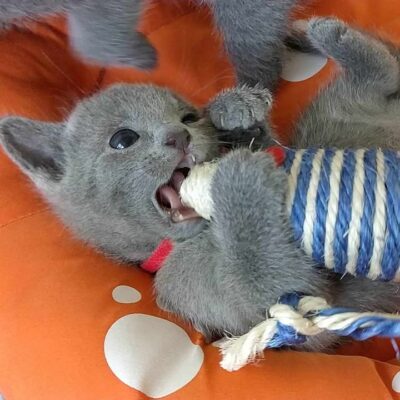 Russian Blue Cat Price