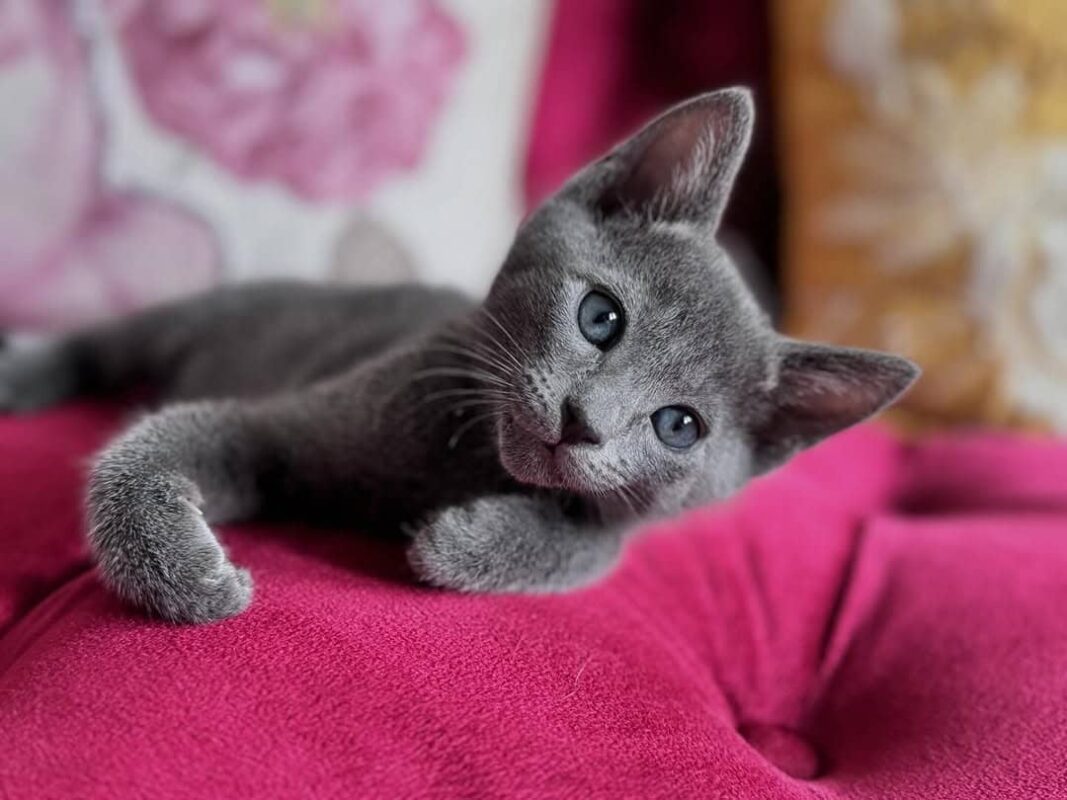 Russian Blue cat