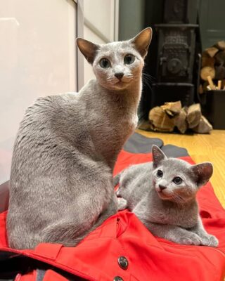 Russian Blue kittens