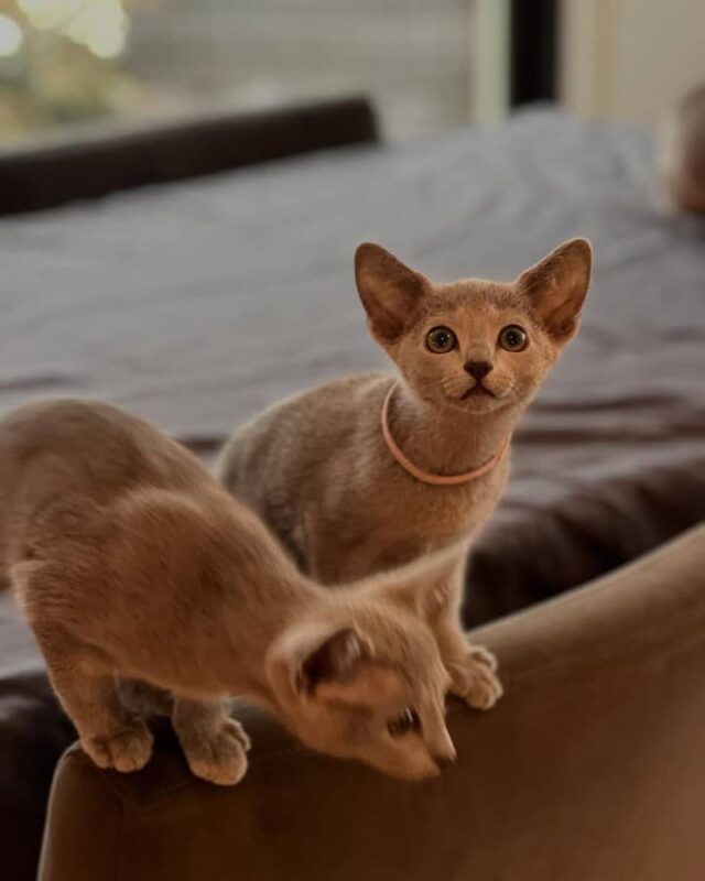 Russian Blue kittens for sale California