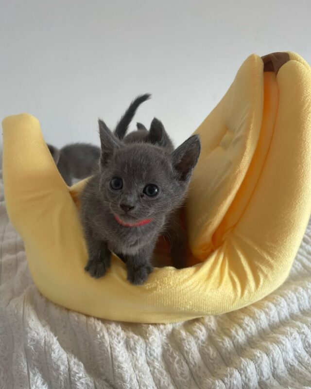 Buy Russian Blue kitten online