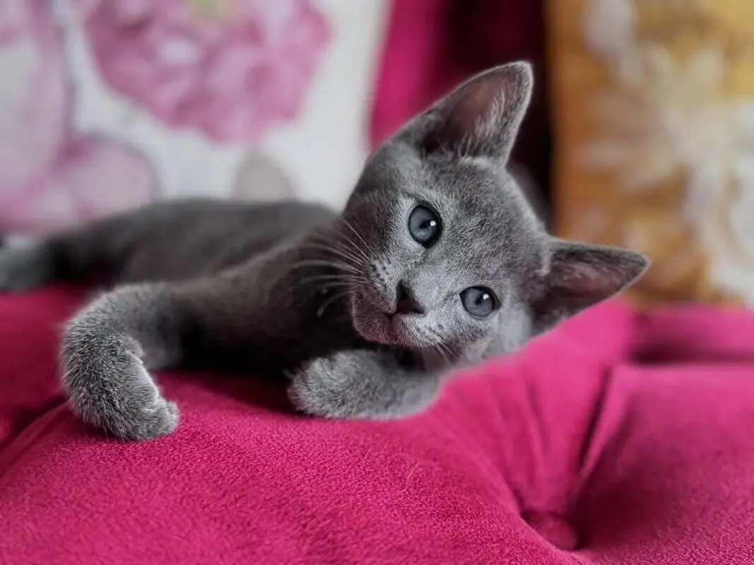 non shedding kittens for sale