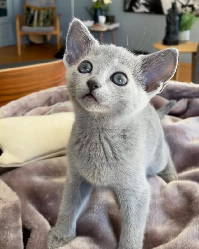 russian blue kitten for sale Texas