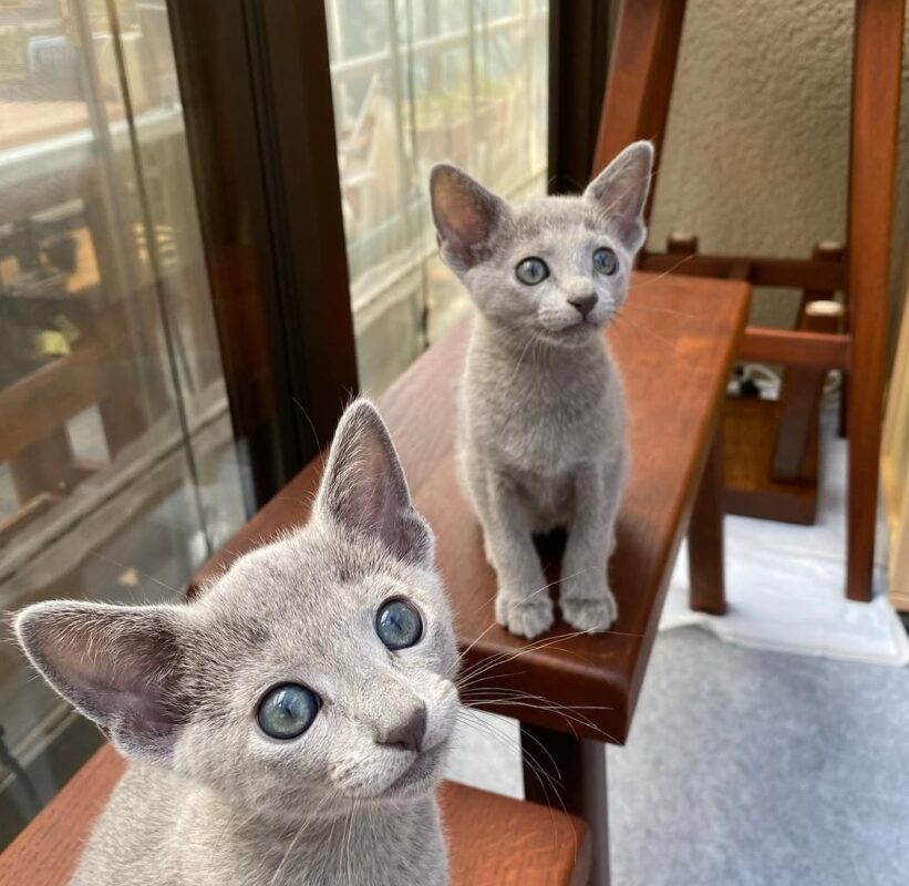 Buy Russian Blue kitten in Portland