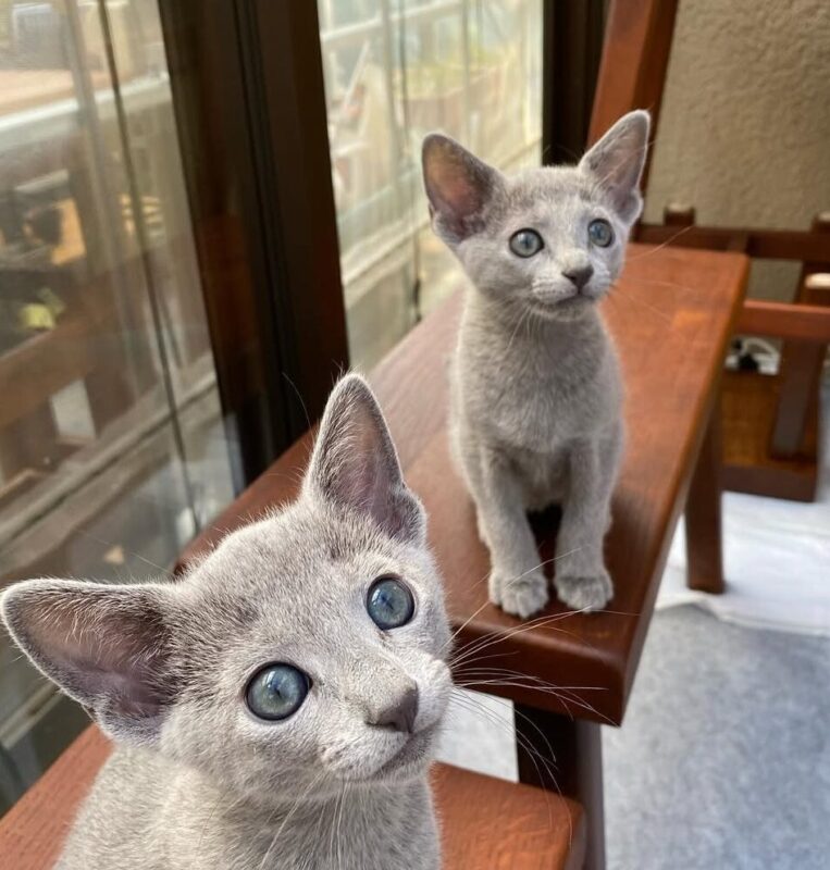 best kittens for small apartments