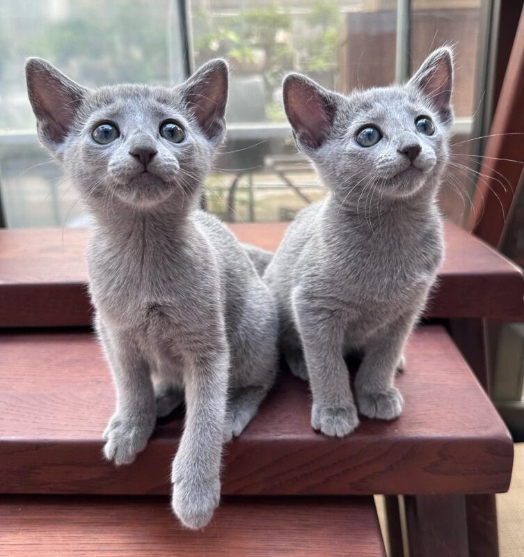 apartment friendly cats