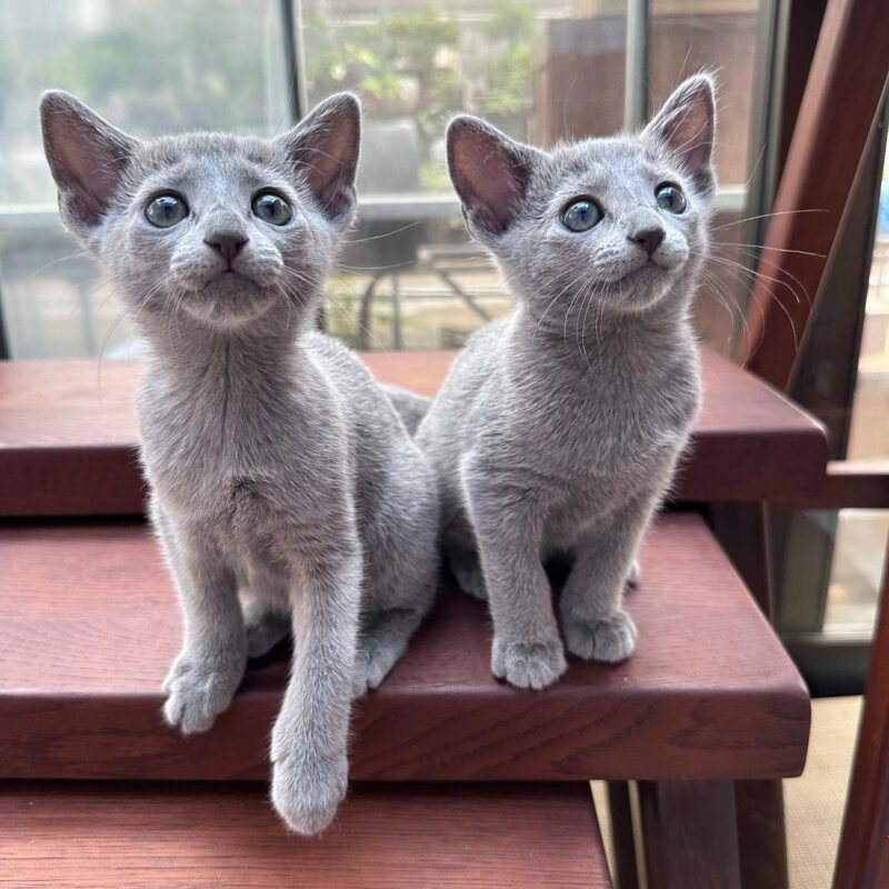 cats for people with allergies