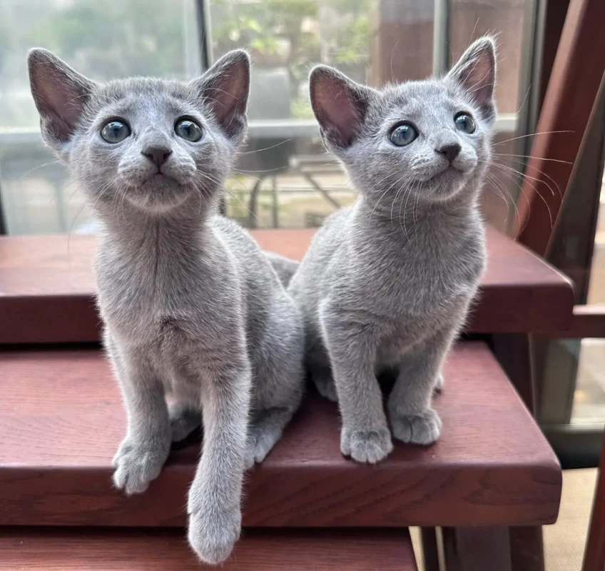 Buy Russian Blue kitten in Los Angeles