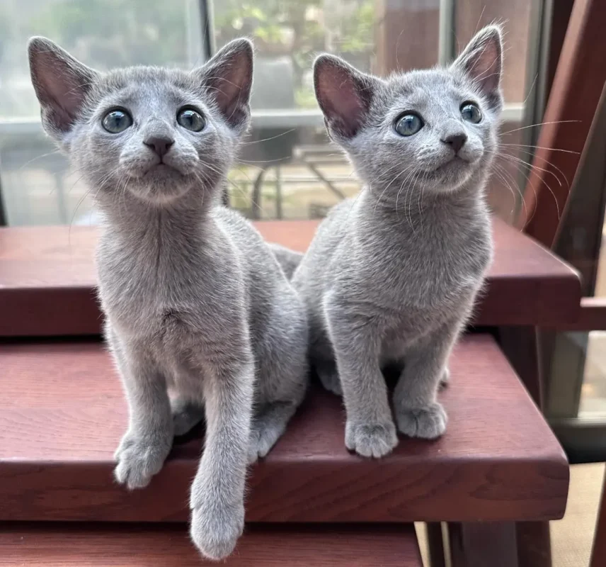 Quiet Cats for Sale