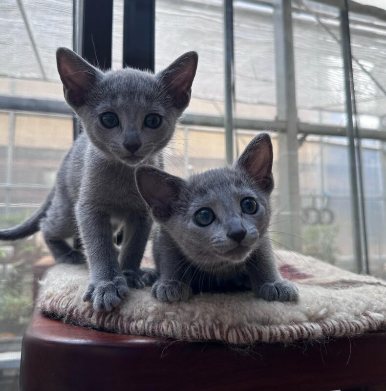 Buy Russian Blue kitten in Washington