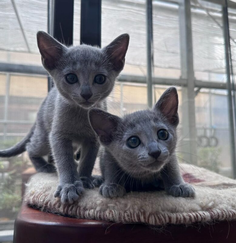 Russian Blue kittens for sale in Charlotte