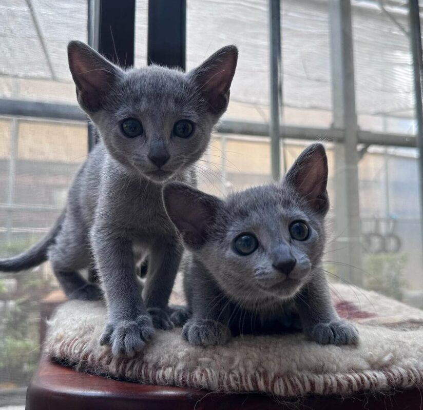low maintenance cats for seniors