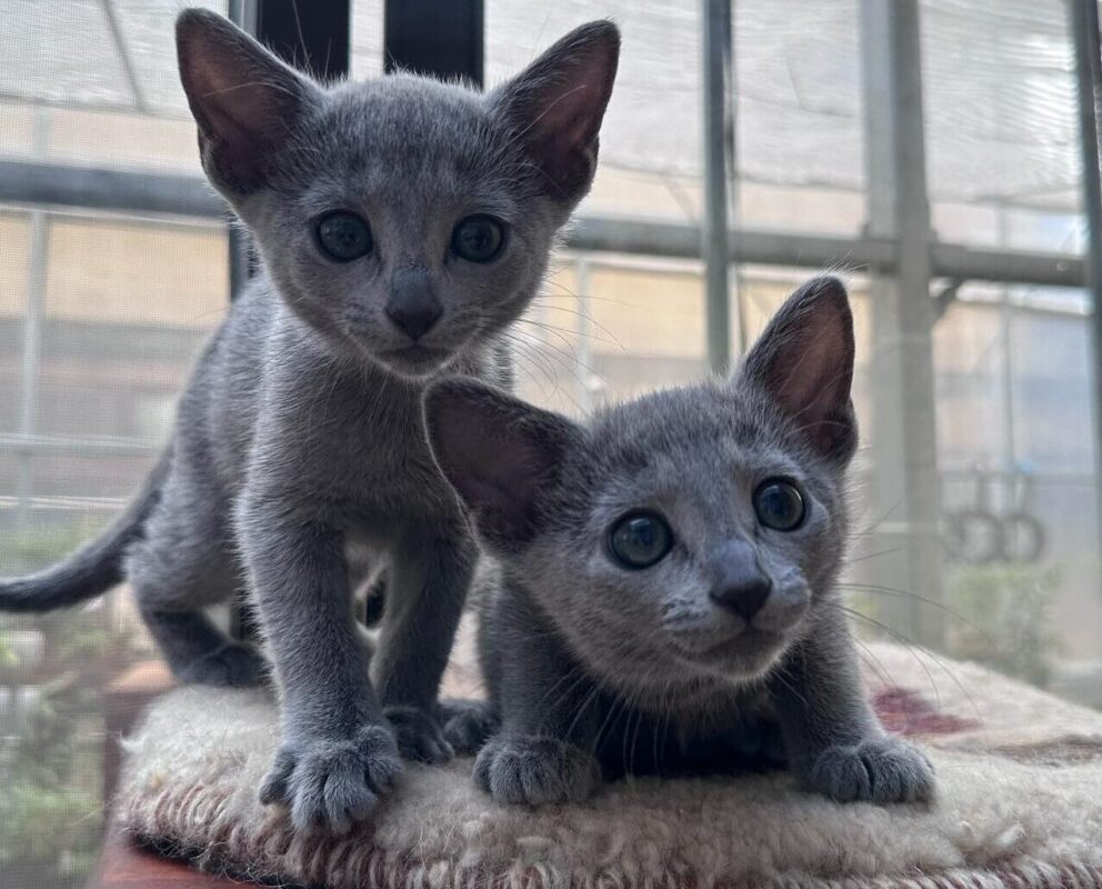 Russian Blue kitten for sale in Pennsylvania