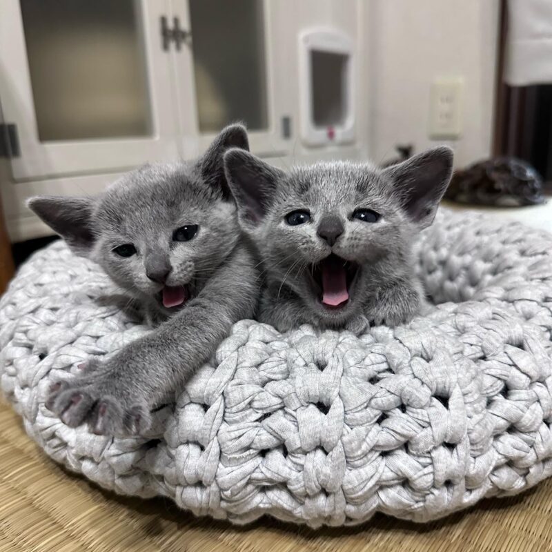 Buy Russian Blue kitten in Nashville