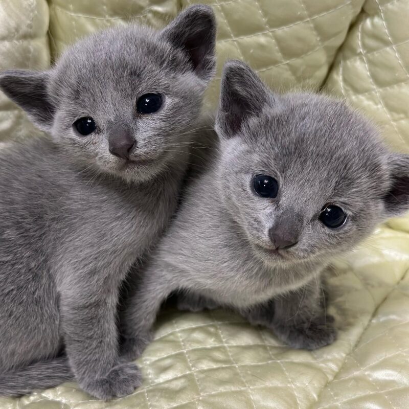 adopt Russian Blue kittens