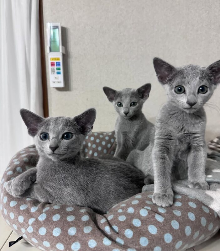 Russian Blue kittens for sale in Columbus