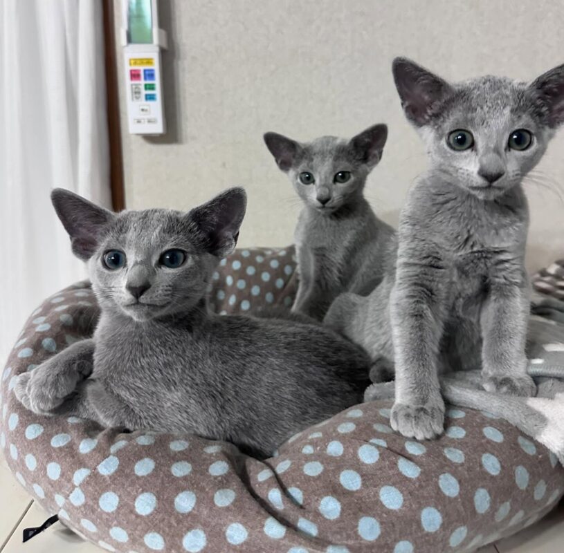 Russian Blue Kittens for Sale in Nashville