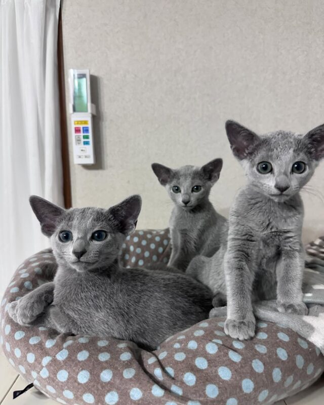 Russian Blue Kittens for Sale Sydney