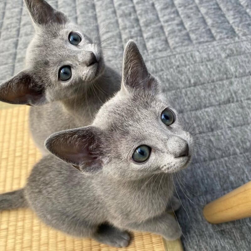 Russian Blue kittens for sale Melbourne