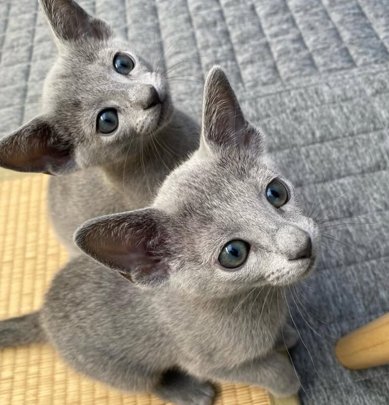 Purchase a Russian Blue kitten in Raleigh
