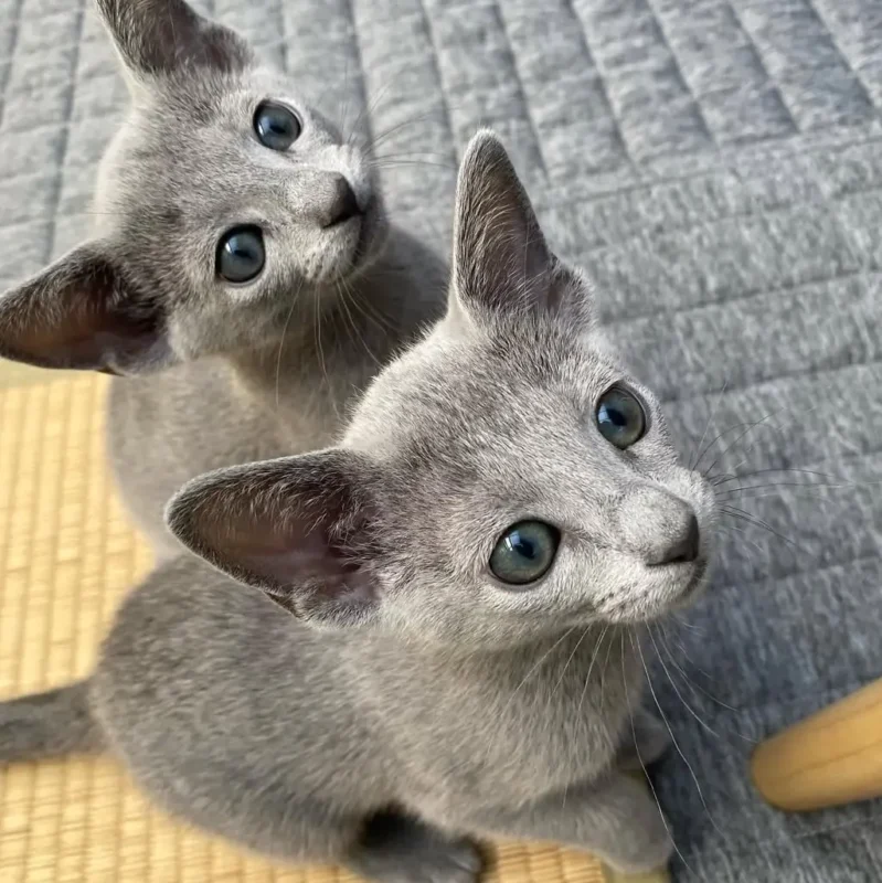 Hypoallergenic Kittens for Sale