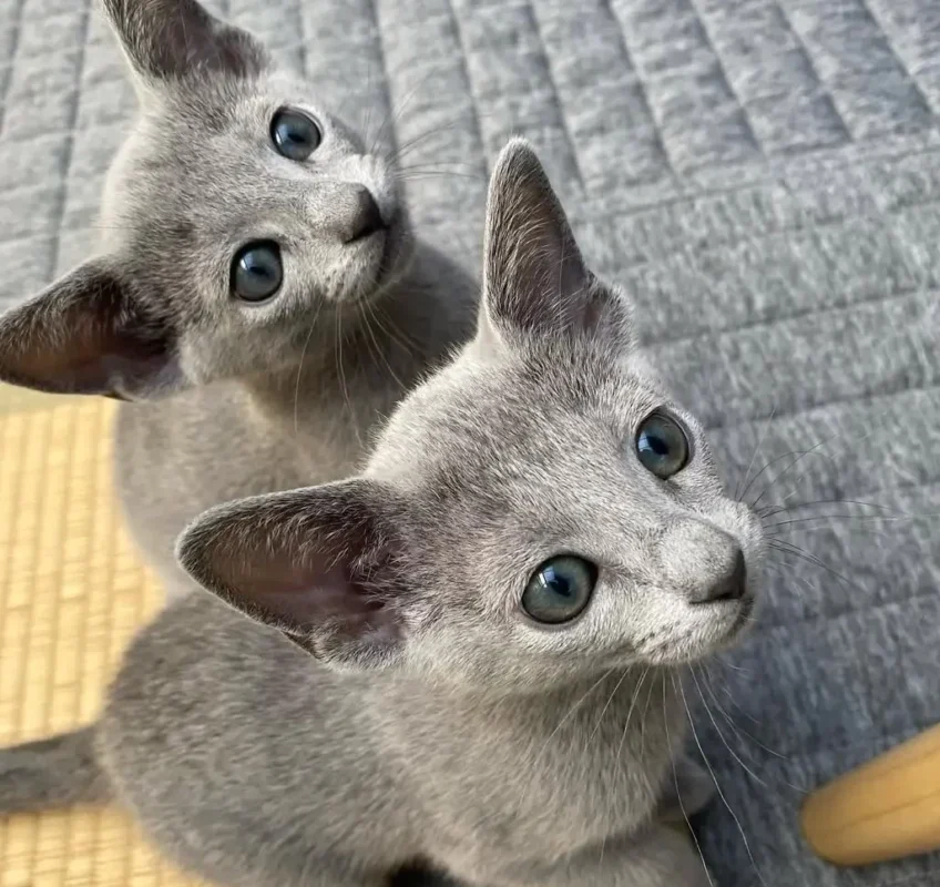 Russian Blue kitten for sale in Tampa
