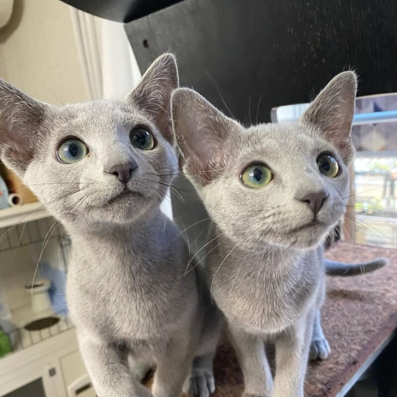 Russian Blue kittens for sale Brisbane