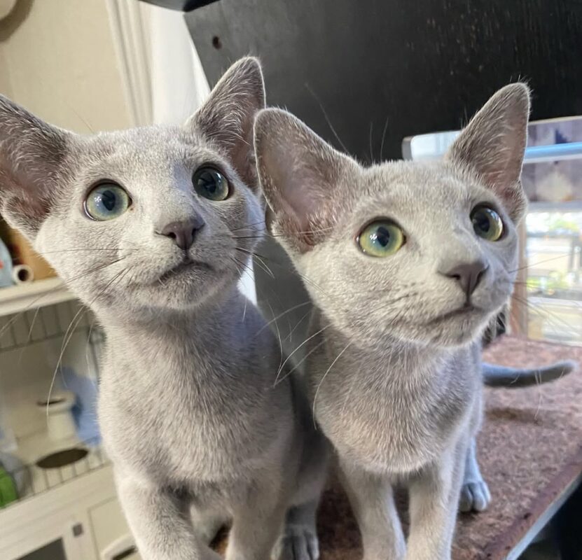 Quiet Cats for Sale