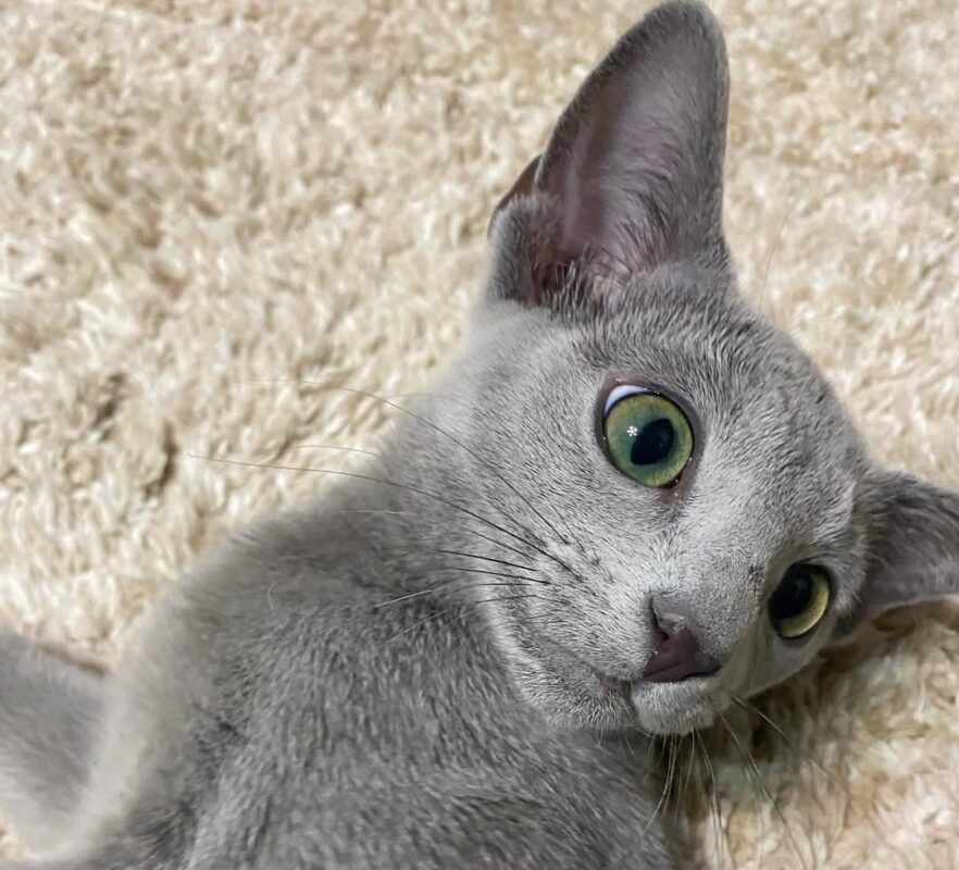 Adopt Russian Blue kitten in Nashville