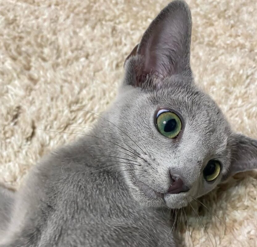 Cats That Get Along with Dogs