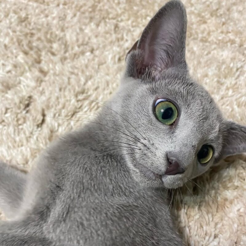 buy Russian Blue kitten in Sydney